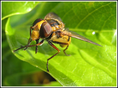 Hoverfly copy