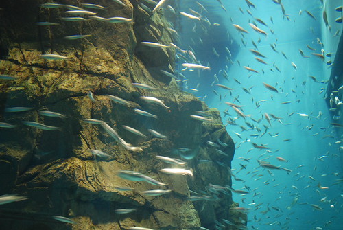 the Rock of fishes