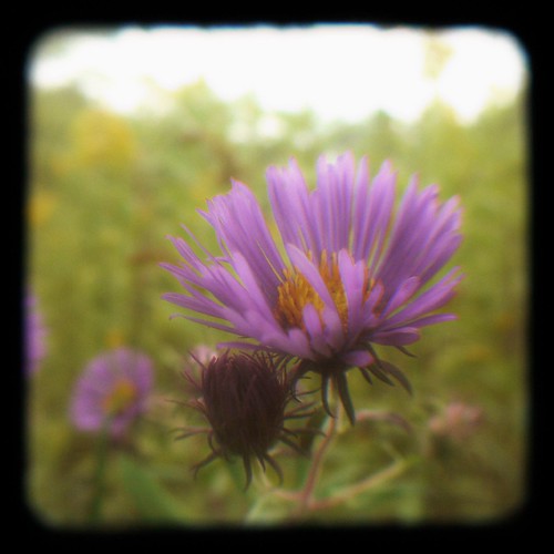 Aster in the Pasture