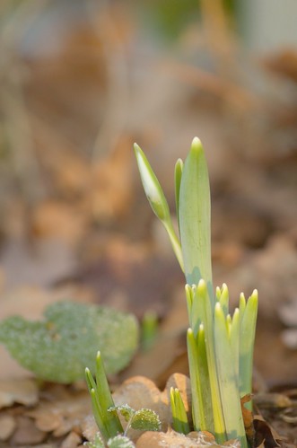 Galanthus nivalis - Sneeuwklokje