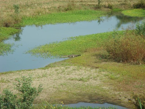 Now that's a little croc down there in the centre of the photo...