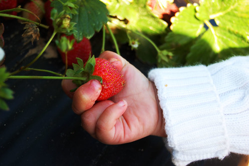 strawberryhand.jpg