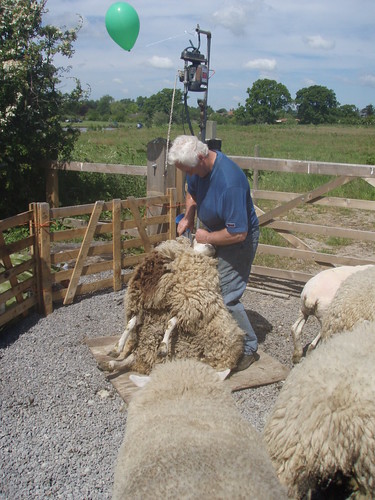  Sheep Shearing 9 by Hayzee C, on Flickr 