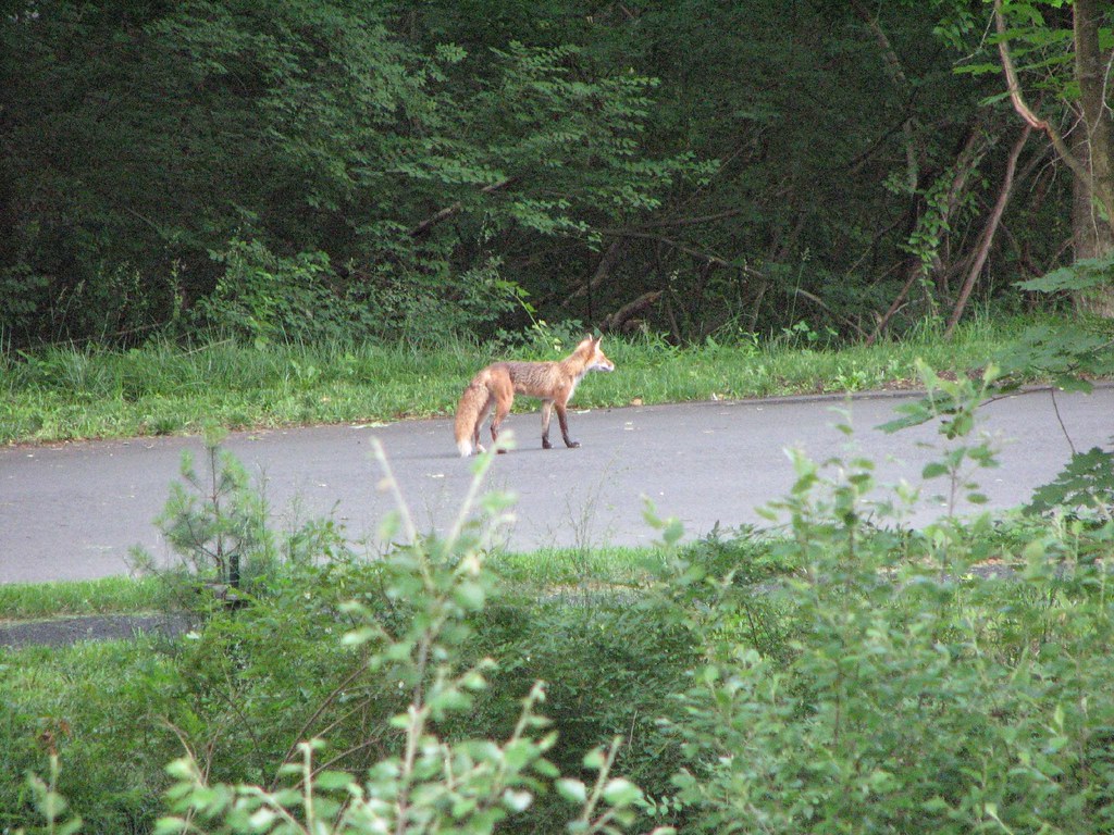 Princeton fox