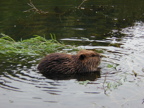 Beaver eating willow branches