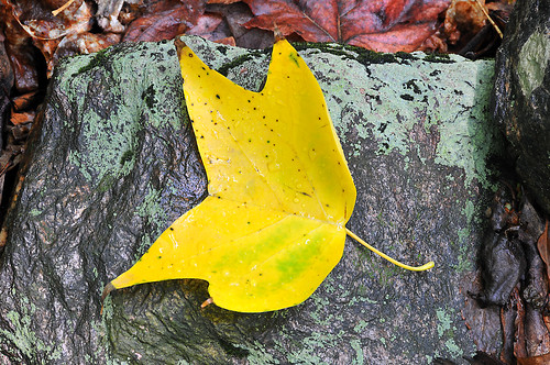 Yellow Poplar Leaf on rain soaked rock