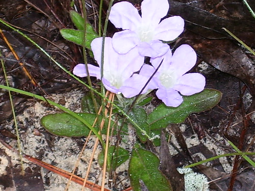 Florida native flower