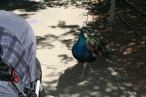 attack peacock