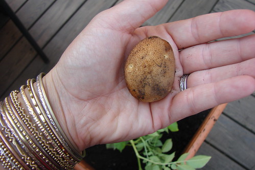 1st potato