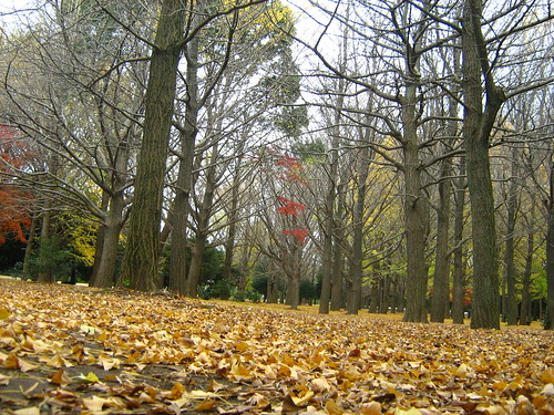 Golden leaves of ginko trees in Yoyogi Park 2