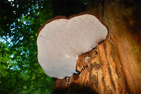 mushroom7