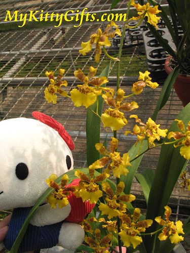 Hello Kitty's View of Yellowish Butterfly Orchids in Orchid Trip Hong Kong