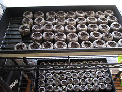 sowing indoor seeds