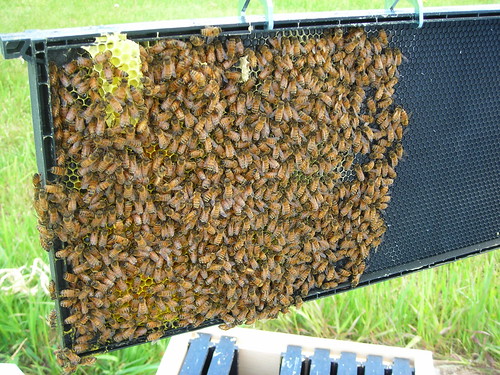 Bees Building Comb