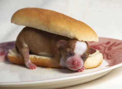 Hot Dog Dog Puppies. Cutest hot dog. non eatable
