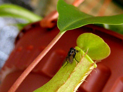 Gugo Outing_Fly on flytrap