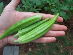 first okra harvest, 6/22