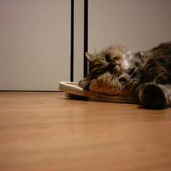 【写真】ミニデジで撮影したスリッパを枕にして寝る猫