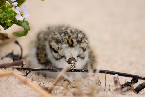 Ringed plover chick 2