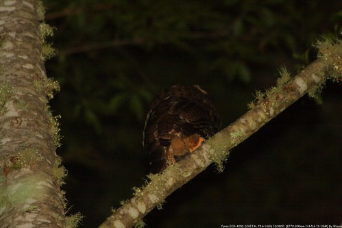 Tawny Wood Owl 灰林鴞 - IMG_8855