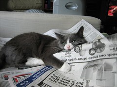 Mitsuru Eating Newspaper