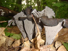 Black trumpet mushrooms