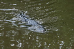 6ft alligator