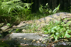 philippine crocodile