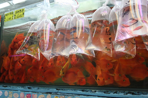 Goldfish market, Mong Kok