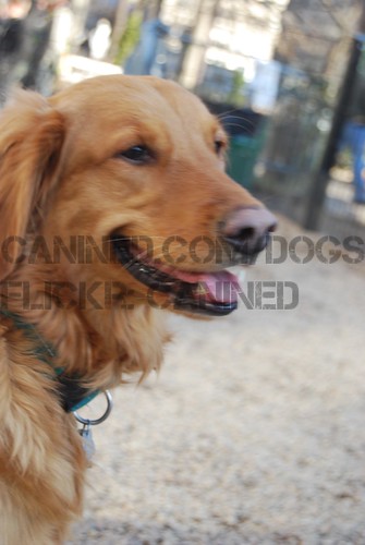 golden retriever dog breed. golden retriever dog smiles