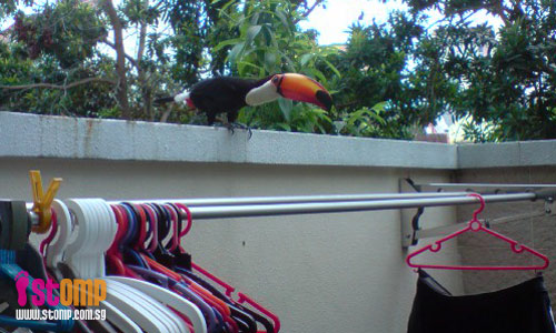 Exotic bird pays surprise visit to my house