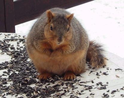 Fat Animals in Nature | I AM in shape. ROUND is a shape.