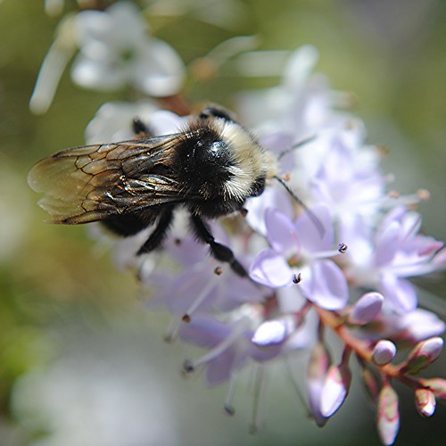Fuzzy bee on delicate purple flower spray by jungle mama