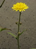 cichorioid daisy # 2 - flowering stem