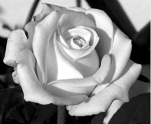 black and white rose drawing. I changed it to lack and