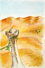 Postcard Sahara Desert