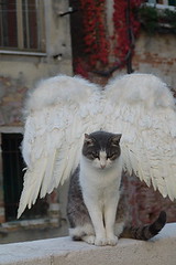 AlidiVenezia_Angel Cat