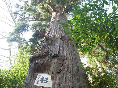 貴船神社の杉