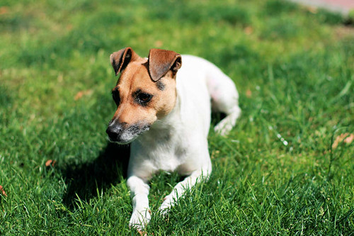 Jack Russell Terrier - figa