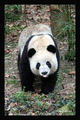 Chengdu China panda adoption 2008