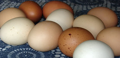 Wil-Moore Farms eggs.