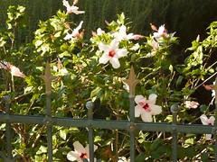 flowers in bahai Garden