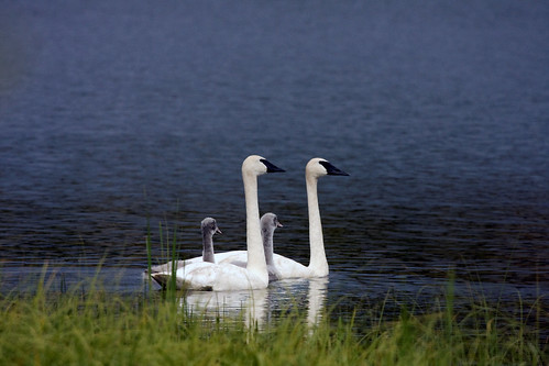 Trumpeter Swans with Cygnets