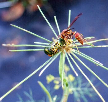 Wasp killing caterpillar