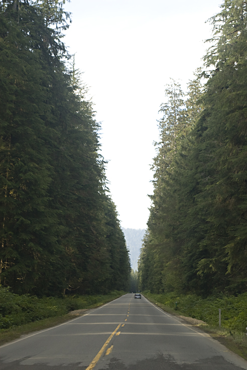 Olympic Peninsula Driving Cathedral