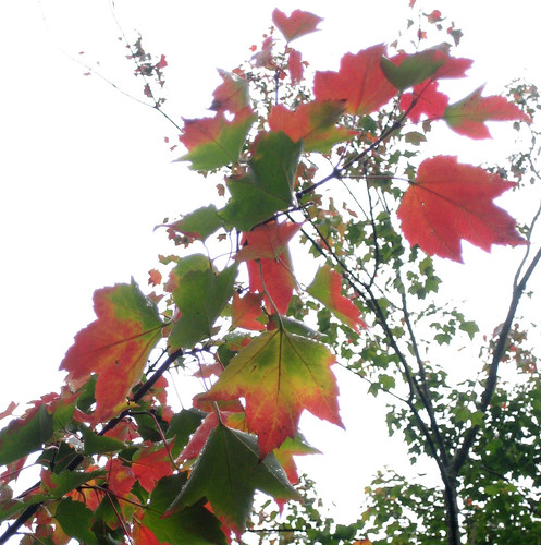 The start of autumn colour