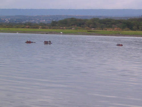 你拍攝的 37 Lake Naivasha - 河馬。