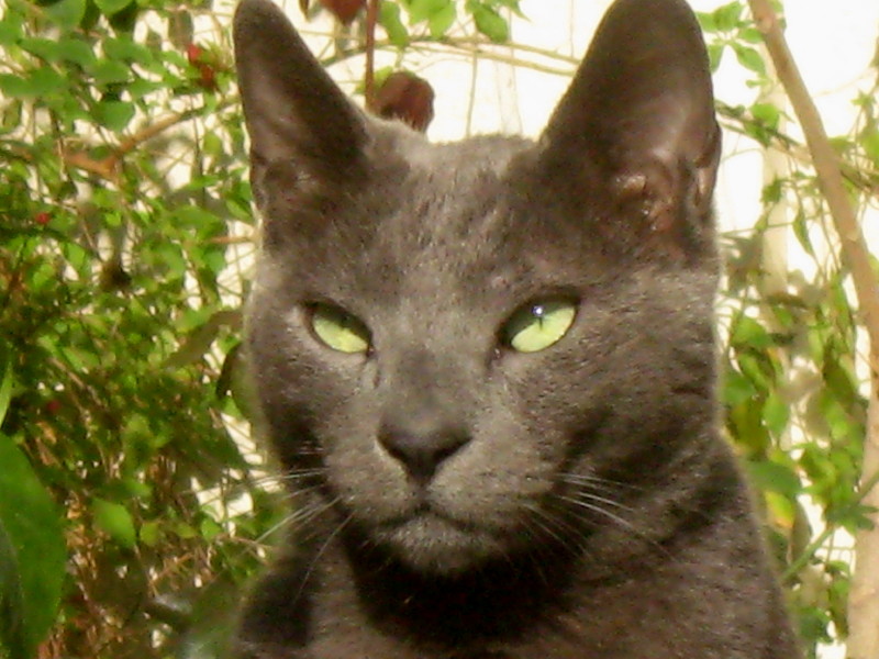 2-1-2009-kittycat-sunbathing2