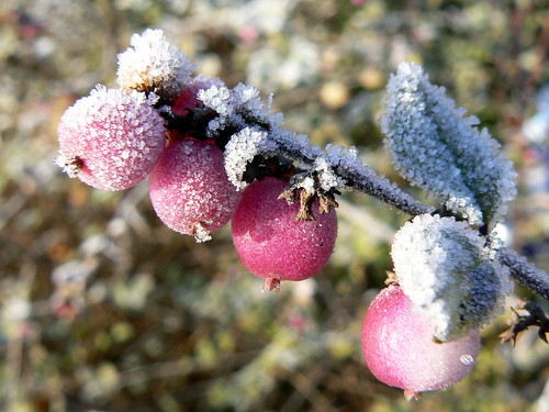 Berries in frost
