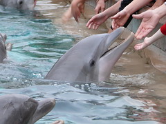 Dophins feeding